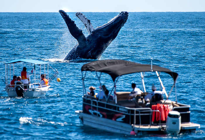 Incentive trip qualifiers witness a massive humpback whale breaching the surface near Cabo San Lucas, Mexico.