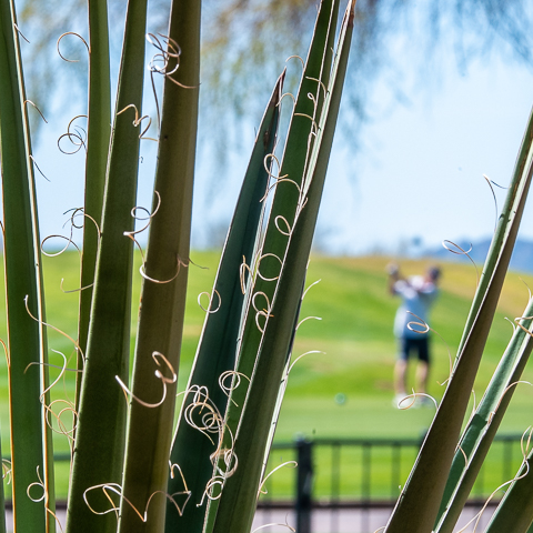 A golfer tees off at the Fairmont Princess in Scottsdale, AZ.